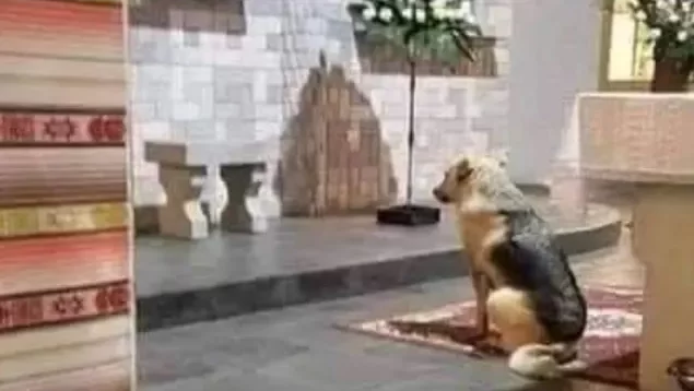 Viral Video! Miracle: Trained Search Dog Detects Presence of Life in a Church Sanctuary Prior To Papal Visit!