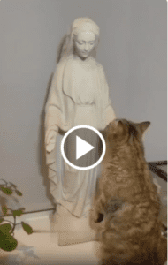 Watch What this Cat is Doing!