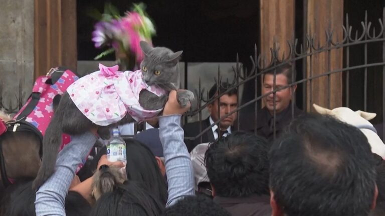 VIDEO! Pets Receive Catholic Blessing