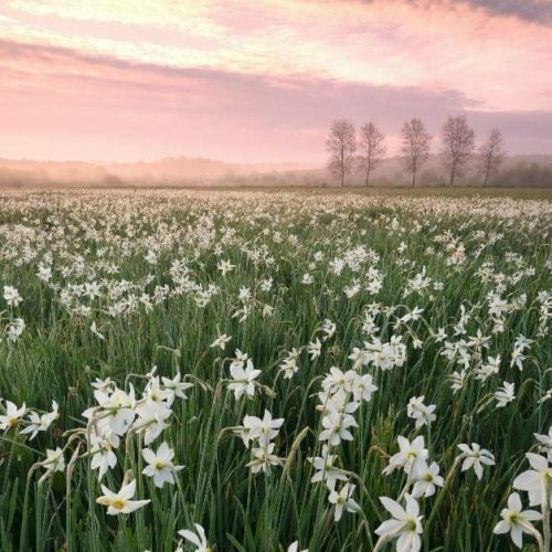 Narcissus field in Transcarpathia, Ukraine, near the town of Khust in the Kireshi tract. Beautiful delicate fragrant flowers at dawn in the fog are very popular with tourists.