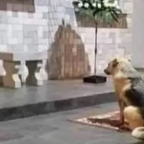 Viral Video! Miracle: Trained Search Dog Detects Presence of Life in a Church Sanctuary Prior To Papal Visit!